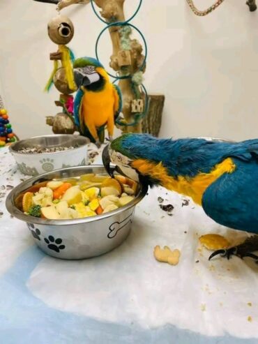 Macaws Golden blue parrots