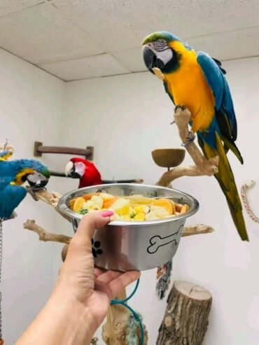 Macaws Golden blue parrots