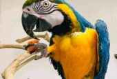 Macaws Golden blue parrots