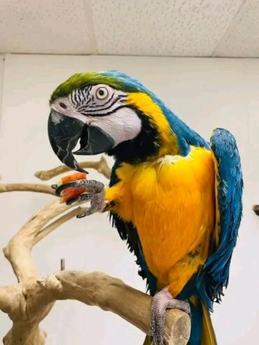 Macaws Golden blue parrots