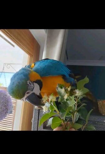 Macaws Golden blue parrots