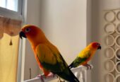 Sun conure parrots