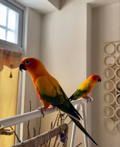 Sun conure parrots