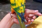 Sun conure parrots