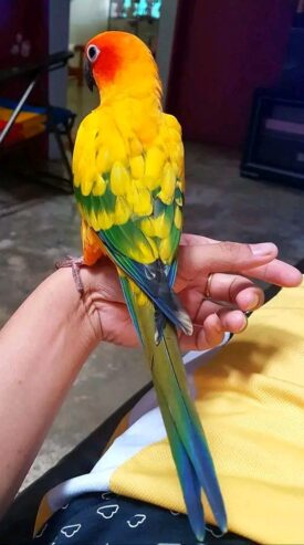 Sun conure parrots