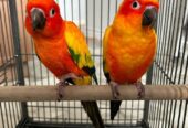 Sun conure parrots