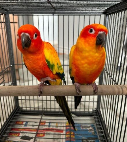 Sun conure parrots