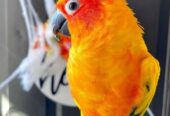 Sun conure parrots