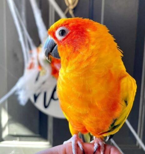 Sun conure parrots