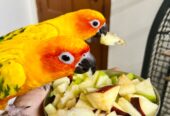 Sun conure parrots