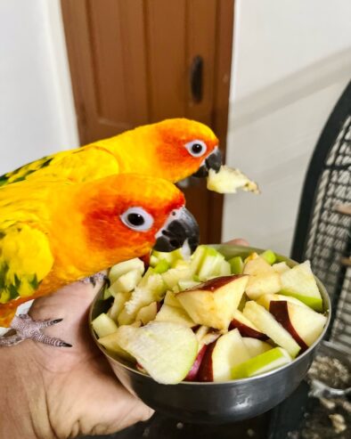 Sun conure parrots